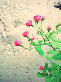 Close-up of pink flowers blooming outdoors