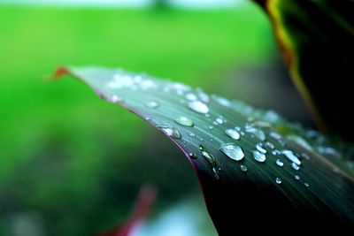 Close-up of water drops on leaves