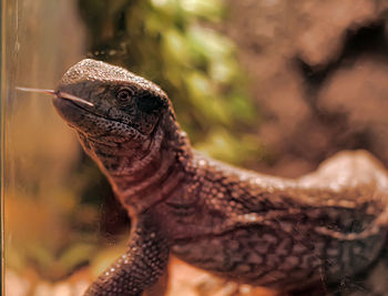 Close-up of a lizard