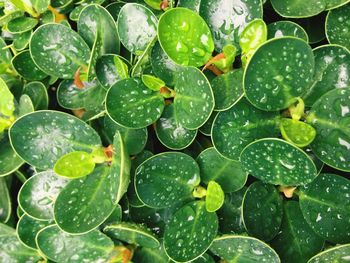 Full frame shot of raindrops on leaves