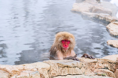 Monkeys in a lake