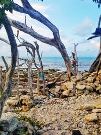 Driftwood on beach by sea against sky