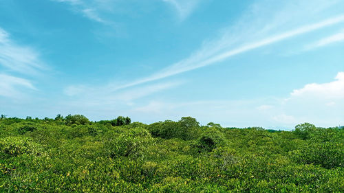 Low angle view of trees on field against sky