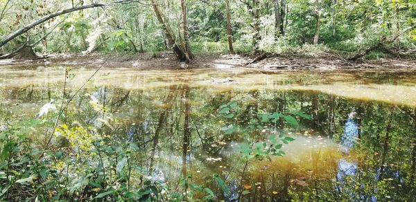 Scenic view of lake in forest