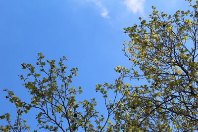 Low angle view of tree against blue sky