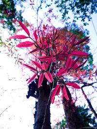 Low angle view of cherry blossom tree