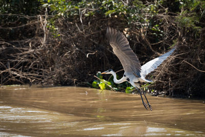 Close-up of gray heron flying over river