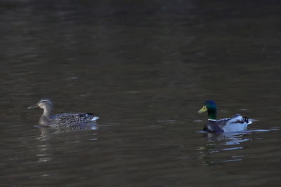 Birds swimming in lake