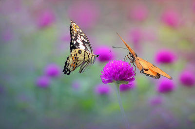 Close-up of butterfly pollinating on pink flower