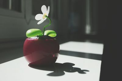 Close-up of plant on table