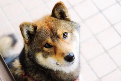 Close-up high angle portrait of a shiba inu