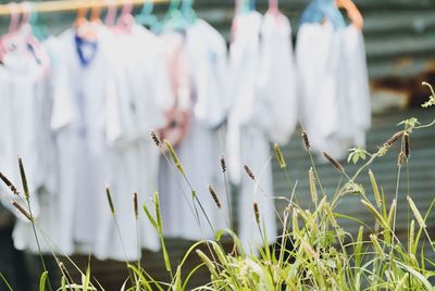 Close-up of grass growing against laundry drying on coathangers