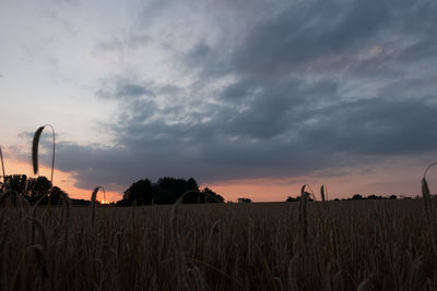 Scenic view of agricultural field against sky during sunset