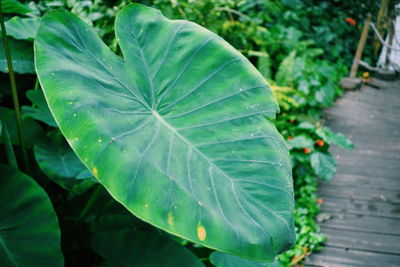 Close-up of green leaves