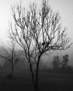 Bare tree on landscape against sky