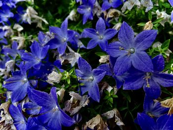 Close-up of purple flowering plants