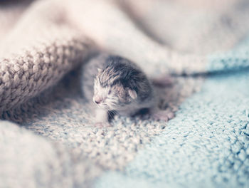 Close-up of kitten on rug