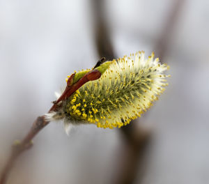 Close-up of insect on flower