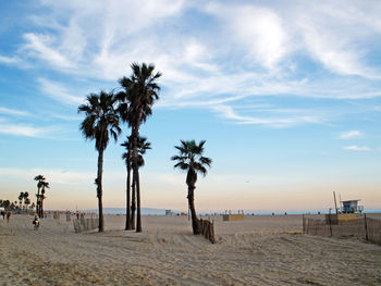 Palm trees on beach