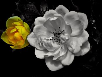 Macro shot of yellow flower