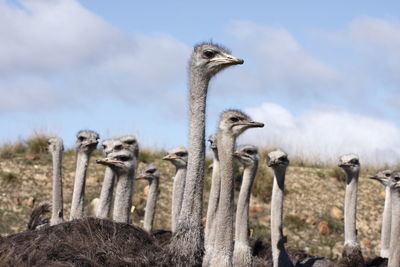 Close-up of ostrich against sky