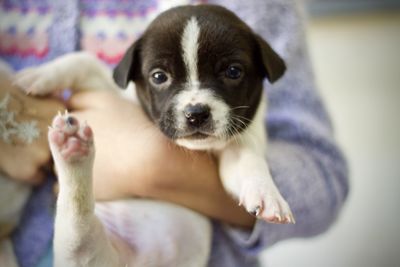 Portrait of puppy at home