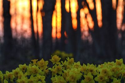 Close-up of yellow flowering plants on land