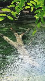 High angle view of plants by river