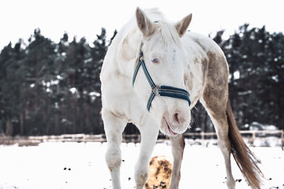 White horse standing on snow covered field