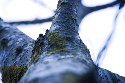 Low angle view of tree against sky