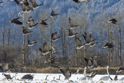 Birds flying over snow covered landscape