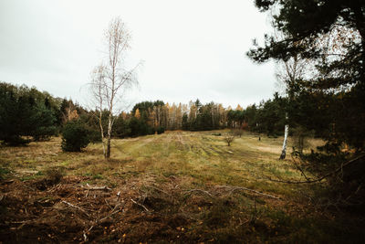 Trees on field against sky