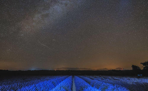 Scenic view of lavender field against sky at night