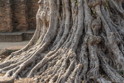 Full frame shot of tree trunk