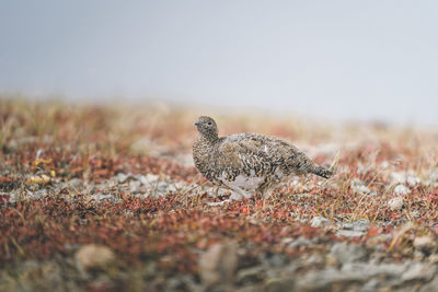 Close-up of bird on field