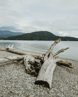 Driftwood on beach against sky