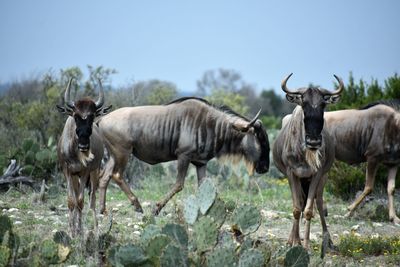 Horses standing in a field