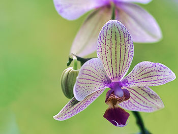 Close-up of purple flower