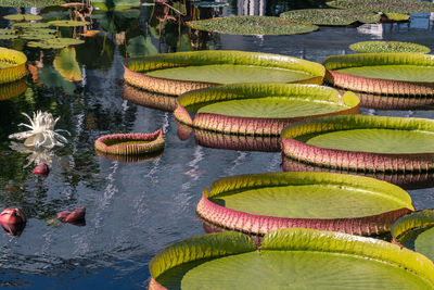 Lotus leaves floating on pond
