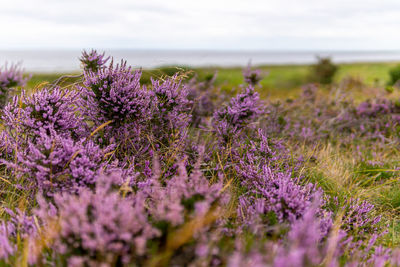 Close-up of purple flowering plants on field