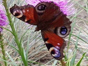 Close-up of butterfly on flower