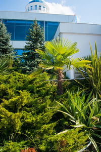 Plants growing in yard against building