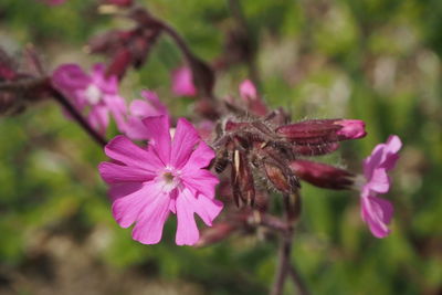 Close-up of insect on pink flower