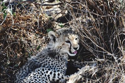 Leopard in a field