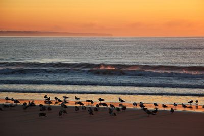 Flock of birds on beach against sky during sunset