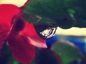 Close-up of insect on flower