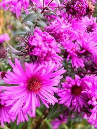 Close-up of pink flowers blooming outdoors