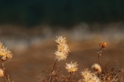 Close-up of wilted flowers on field