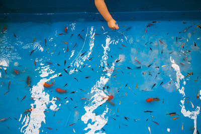 School of fish swimming in sea
