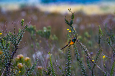 Close-up of insect on plant